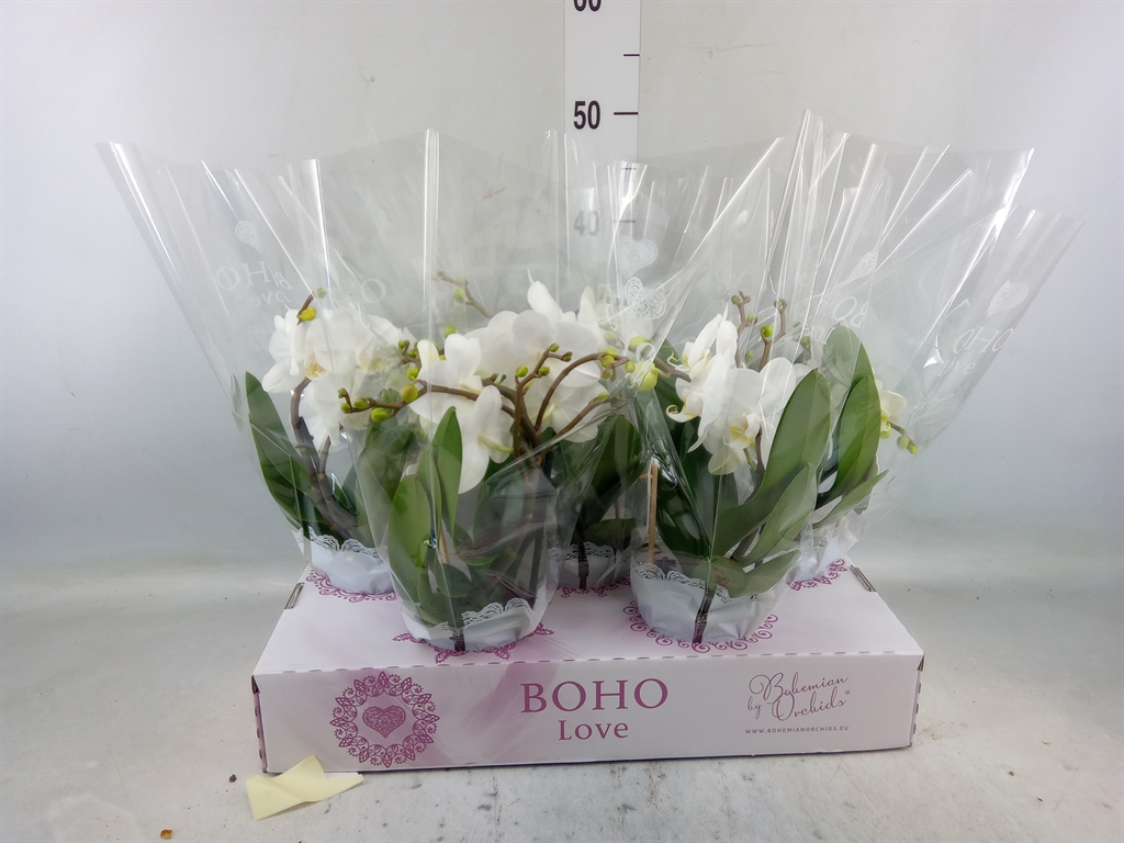 Горшечные цветы и растения оптом Phalaenopsis   ...white от 5шт из Голландии с доставкой по России