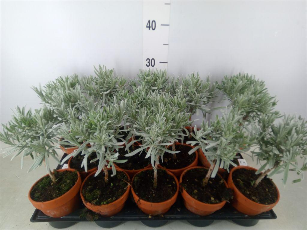 Горшечные цветы и растения оптом Lavandula Angus. от 14шт из Голландии с доставкой по России
