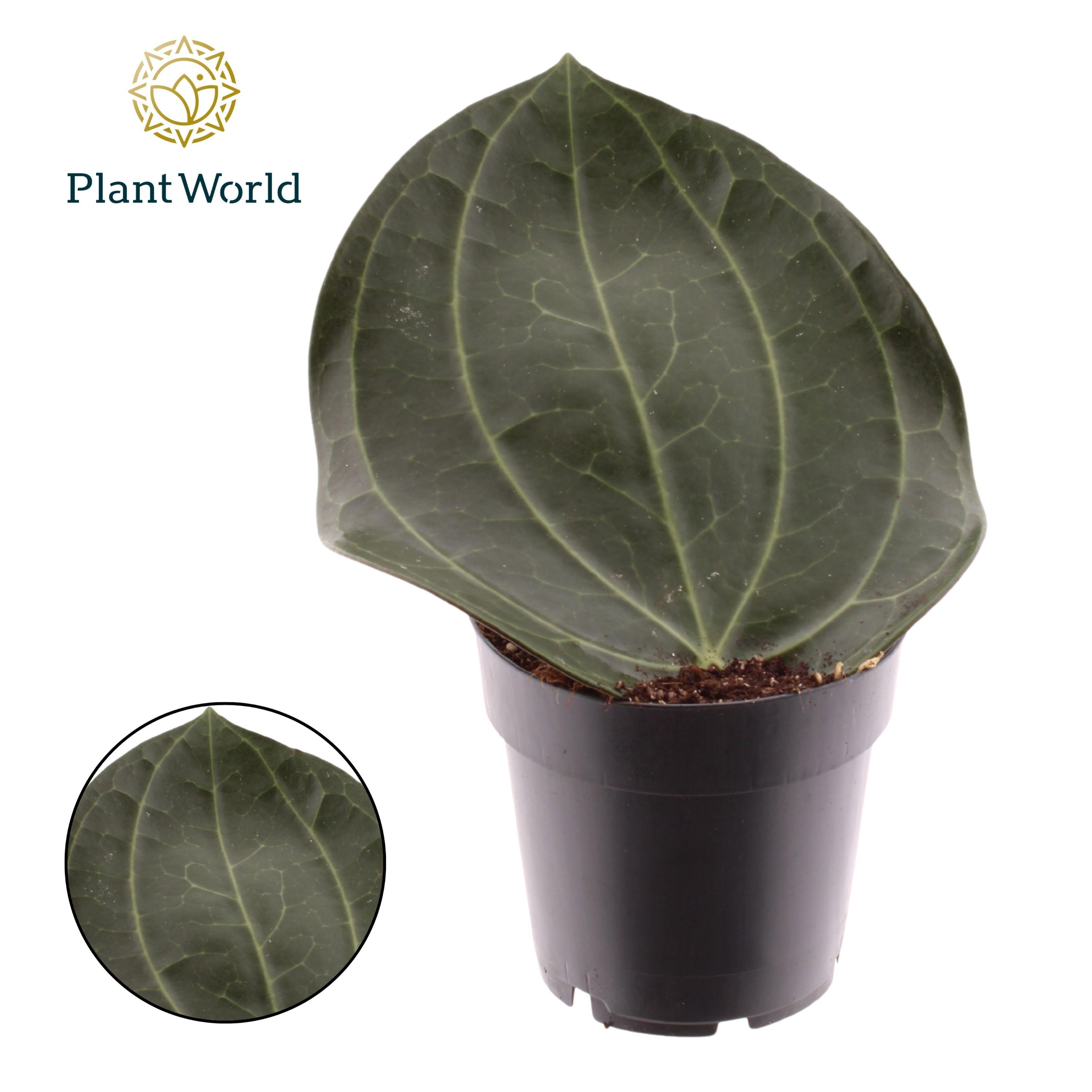 Горшечные цветы и растения оптом Hoya Latifolia от 4шт из Голландии с доставкой по России