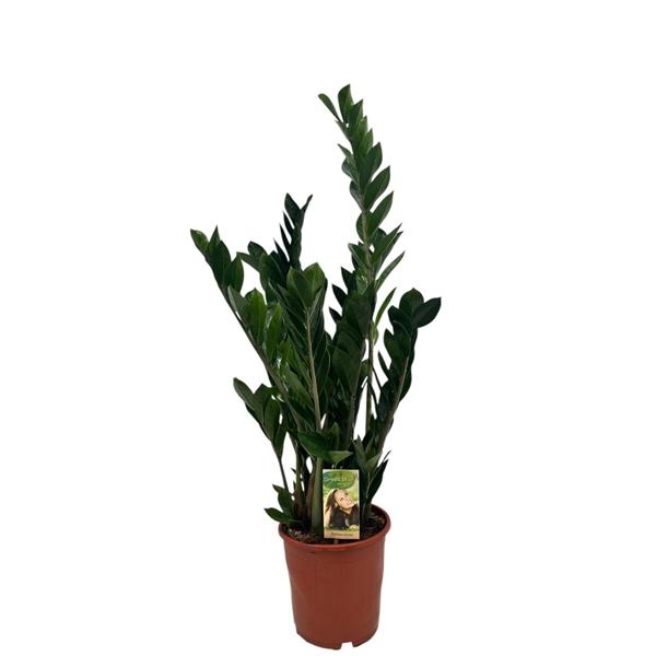 Горшечные цветы и растения оптом Zamioculcas 8+ от 1шт из Голландии с доставкой по России