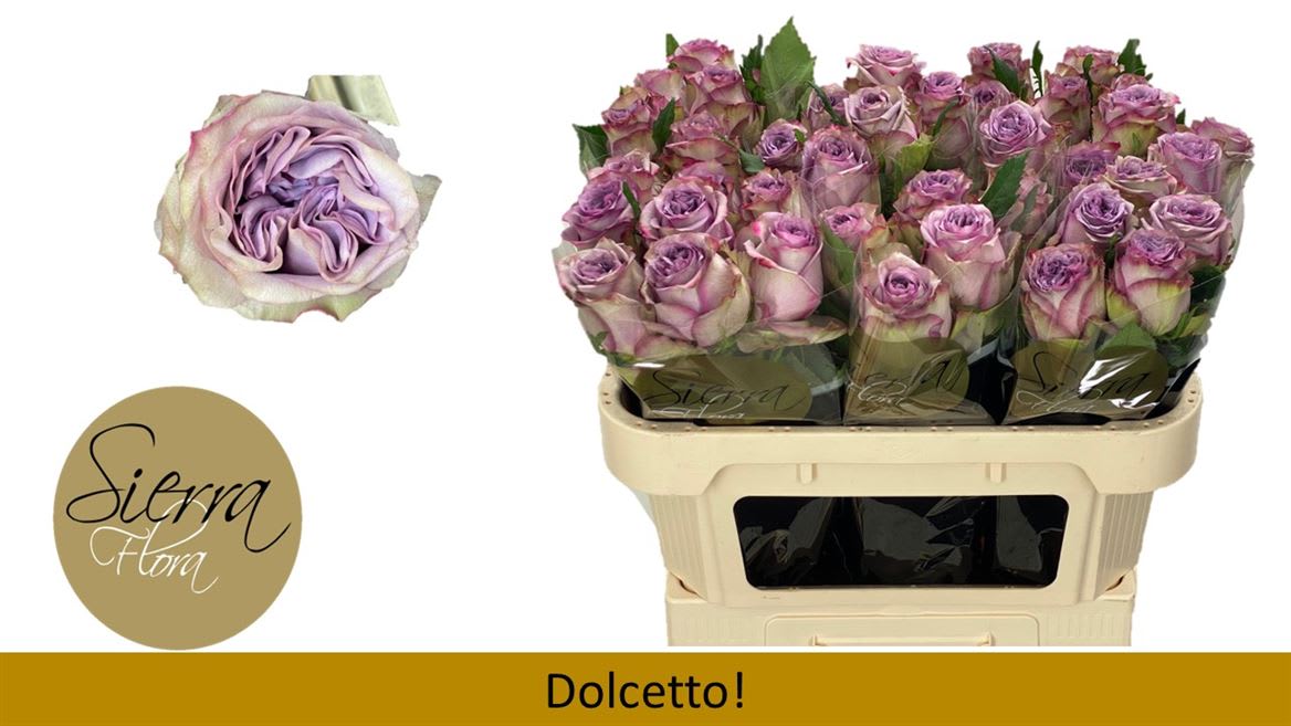 Срезанные цветы оптом Rosa large dolcetto от 40шт из Голландии с доставкой по России