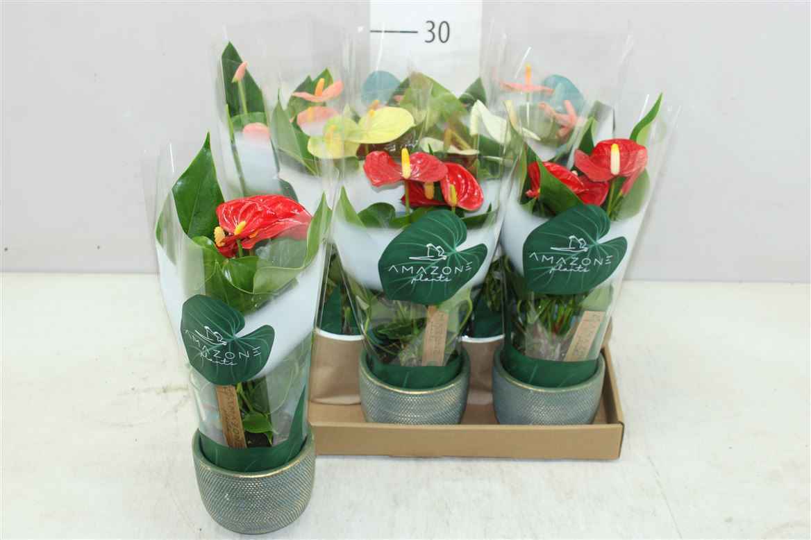 Горшечные цветы и растения оптом Anth An Gemengd Luxe Keramiek от 8шт из Голландии с доставкой по России