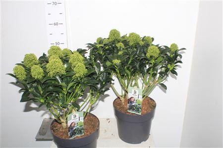 Горшечные цветы и растения оптом Skim J White Globe 15+ от 1шт из Голландии с доставкой по России