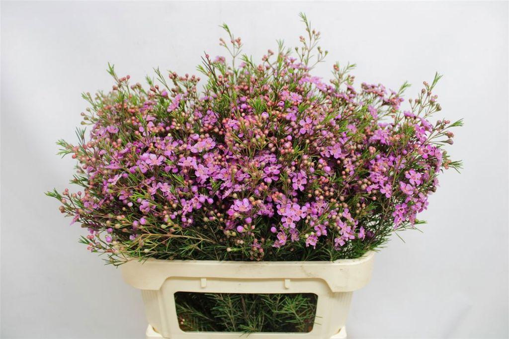 Срезанные цветы оптом Chamelaucium eden от 25шт из Голландии с доставкой по России