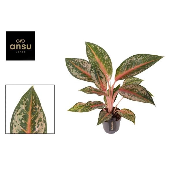 Горшечные цветы и растения оптом Aglaonema Pumpkin Green от 6шт из Голландии с доставкой по России