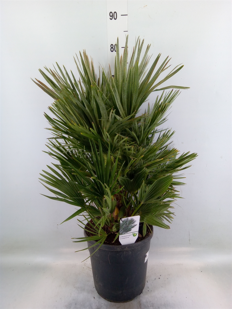 Горшечные цветы и растения оптом Chamaerops Humilis Var. Argentea от 1шт из Голландии с доставкой по России