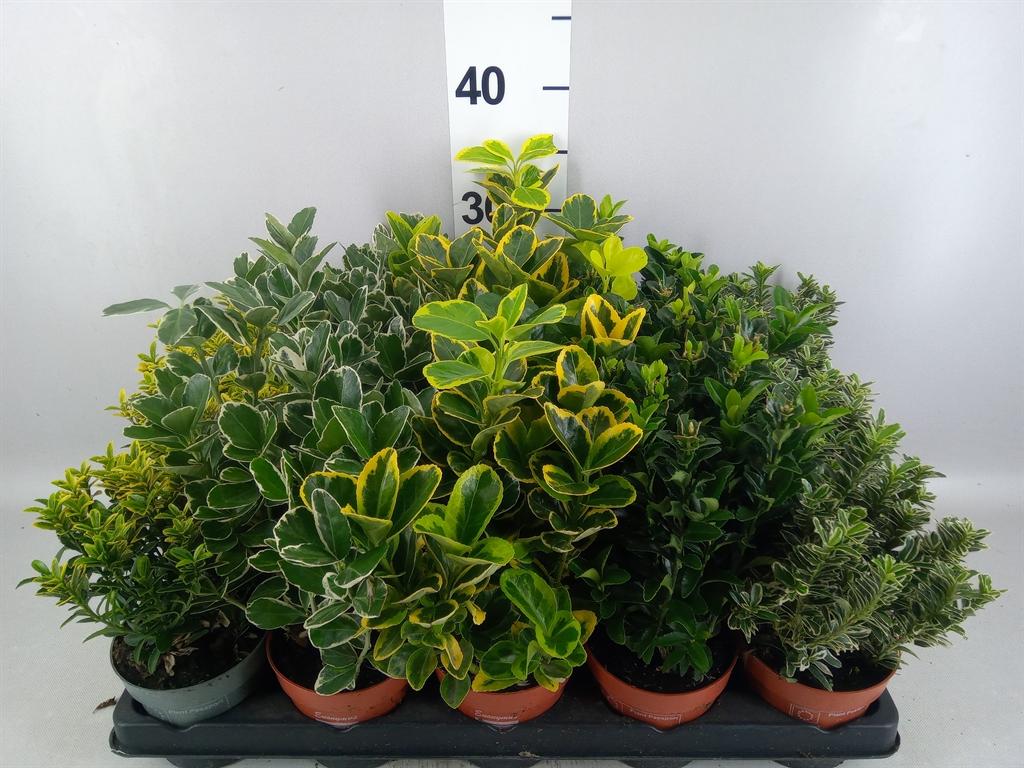 Горшечные цветы и растения оптом Euonymus Japon. ...mix от 15шт из Голландии с доставкой по России