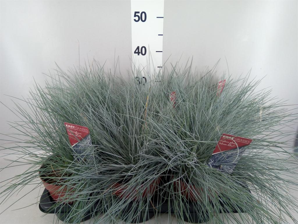 Горшечные цветы и растения оптом Festuca Glauca intens Blue от 6шт из Голландии с доставкой по России