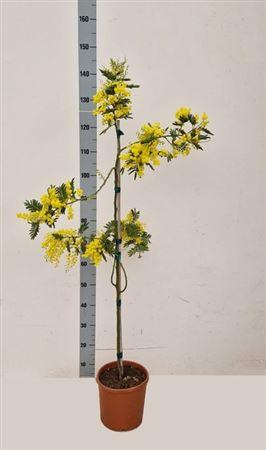Горшечные цветы и растения оптом Acacia Mimosa от 1шт из Голландии с доставкой по России