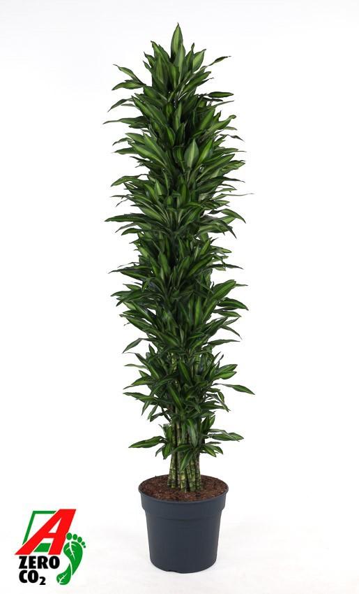Горшечные цветы и растения оптом Dracaena Silindo Branched от 1шт из Голландии с доставкой по России