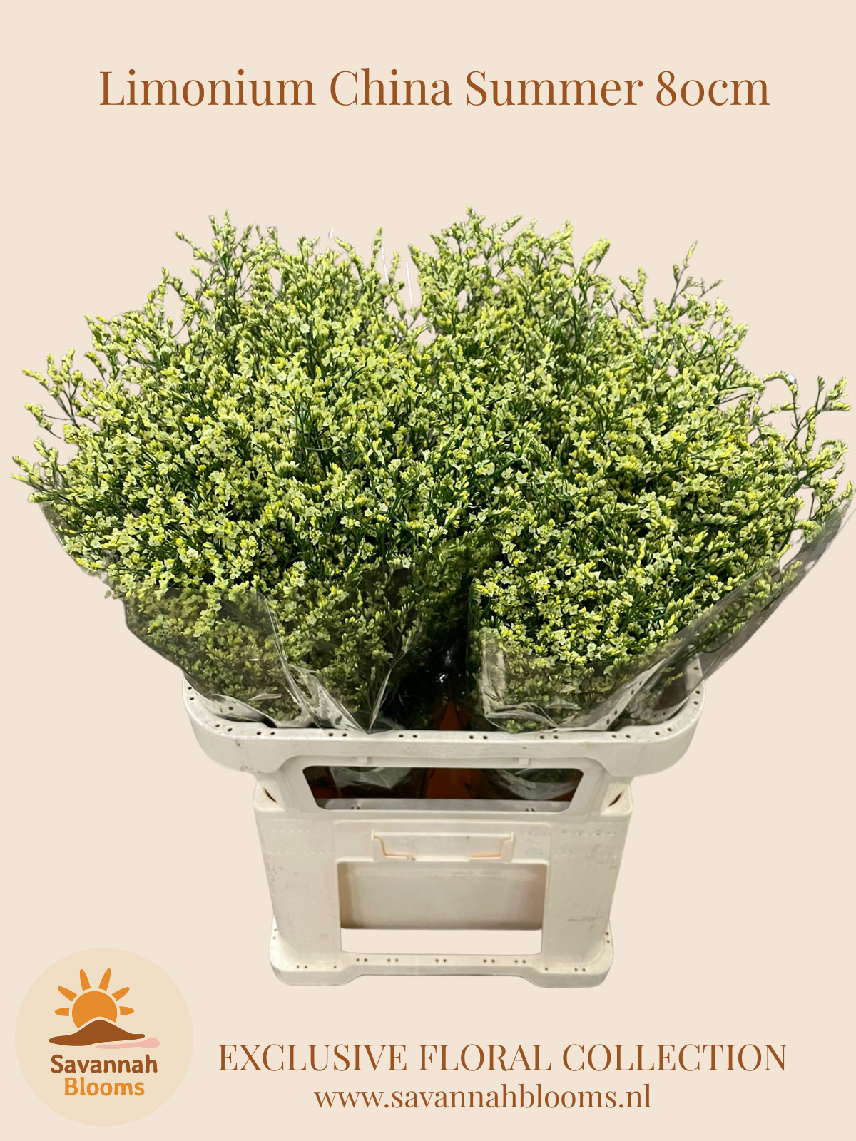 Срезанные цветы оптом Limonium china summer от 50шт из Голландии с доставкой по России