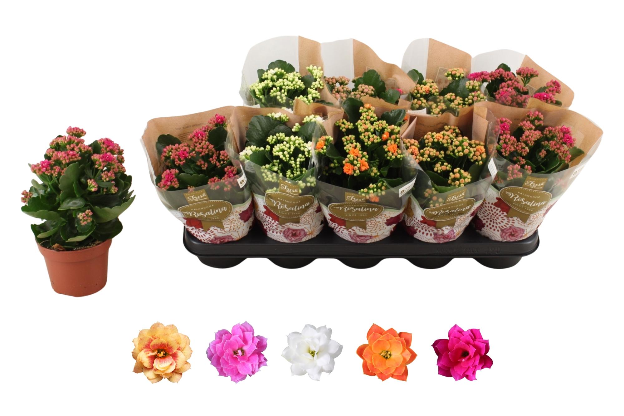 Горшечные цветы и растения оптом Kal Ge Ro Gem 5 Kl от 10шт из Голландии с доставкой по России