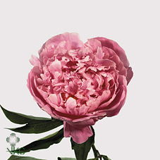 Срезанные цветы оптом Paeonia dr alexander fleming от 60шт из Голландии с доставкой по России