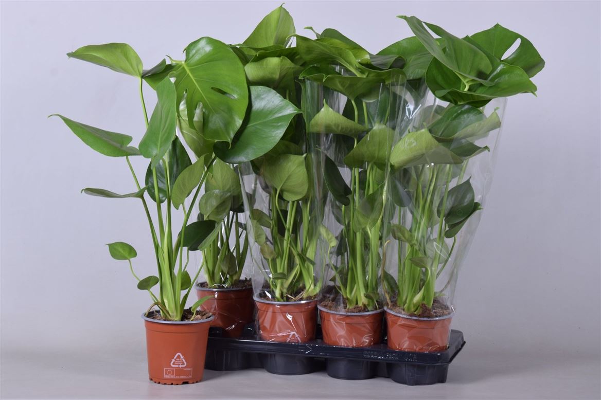 Горшечные цветы и растения оптом Monstera Deliciosa от 8шт из Голландии с доставкой по России