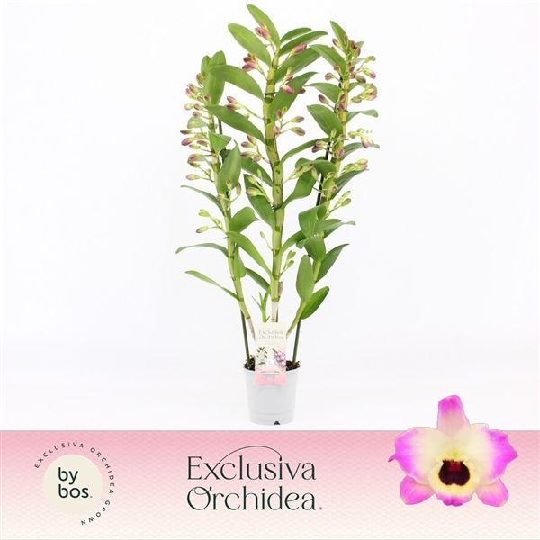 Горшечные цветы и растения оптом Den Nob 3st  Sunny Eyes Exclusiva Orchidea от 6шт из Голландии с доставкой по России