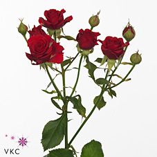 Срезанные цветы оптом Rosa spray mirabel от 80шт из Голландии с доставкой по России