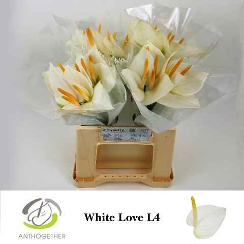 Срезанные цветы оптом Anthurium love white от 40шт из Голландии с доставкой по России