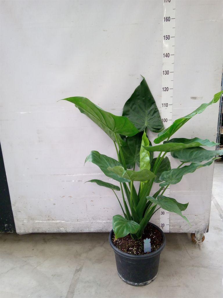 Горшечные цветы и растения оптом Alocasia Cucullata от 1шт (для телеги) из Голландии с доставкой по России