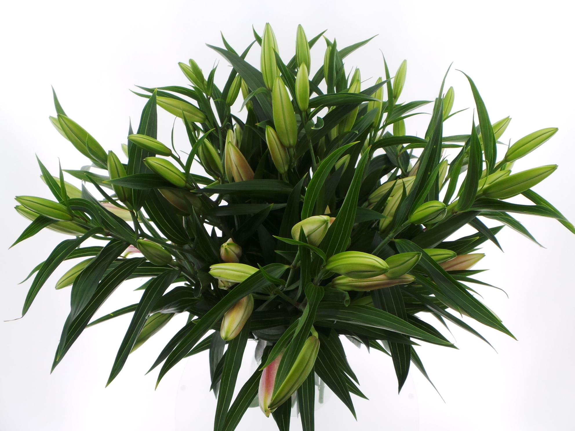 Срезанные цветы оптом BQ Mono Lelie Oriental Roze x3 60cm от 10шт из Голландии с доставкой по России