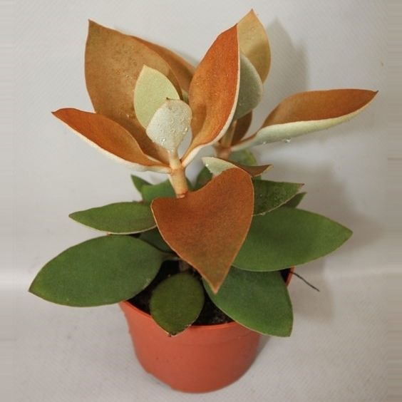 Горшечные цветы и растения оптом Kalanchoe Orgyalis от 8шт из Голландии с доставкой по России