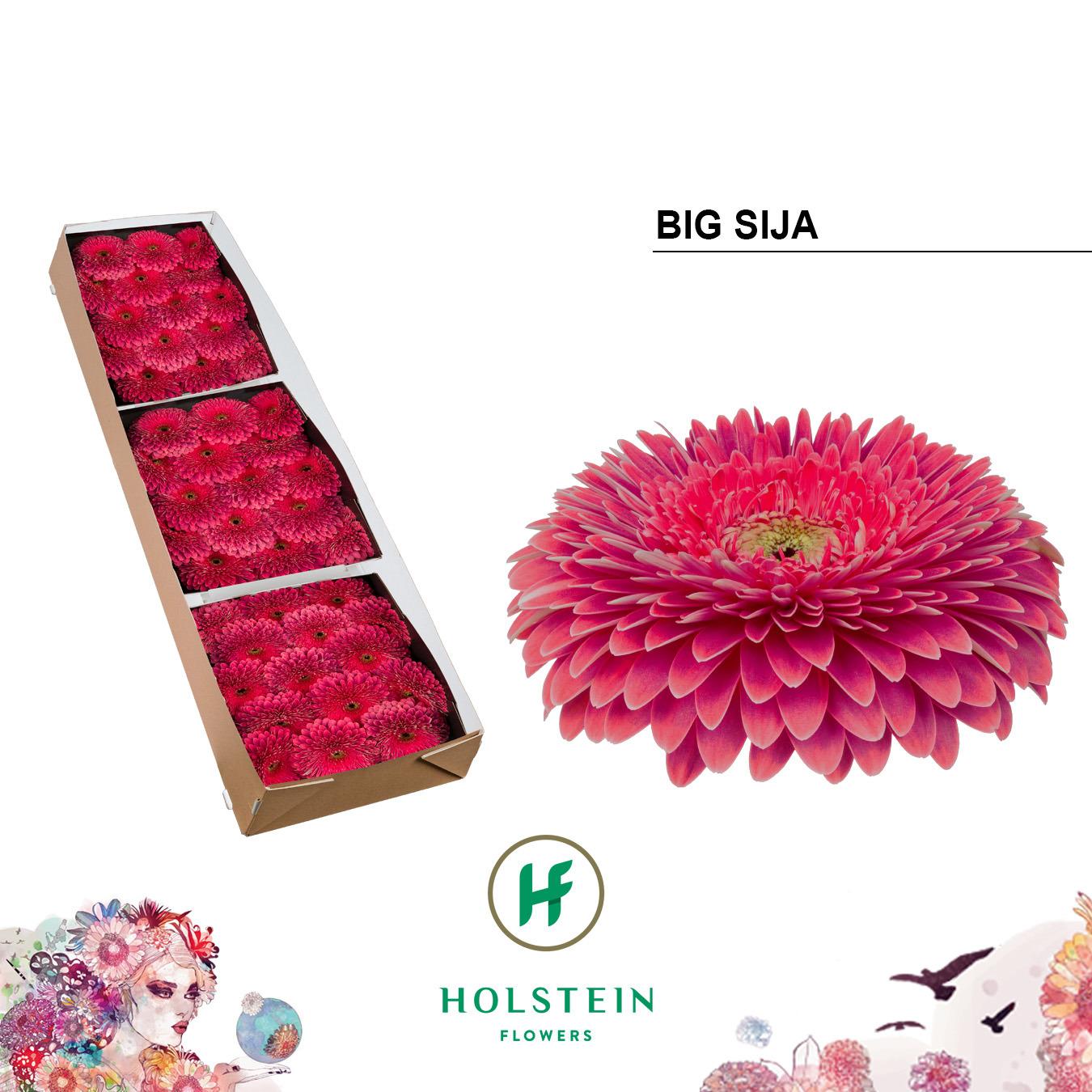 Срезанные цветы оптом Gerbera gerponi big sija от 45шт из Голландии с доставкой по России