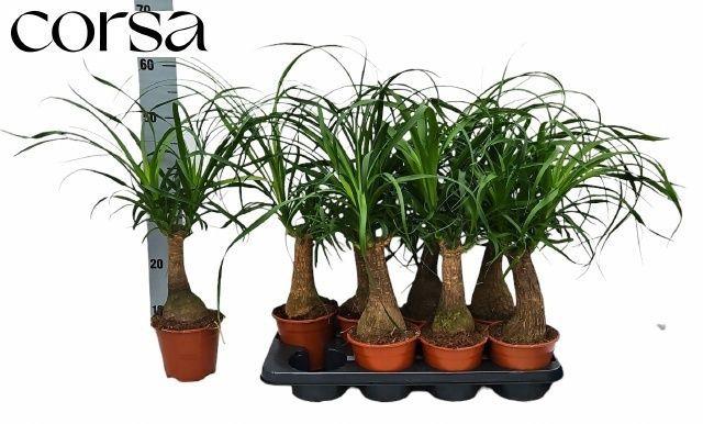 Горшечные цветы и растения оптом Beaucarnea Recur от 8шт из Голландии с доставкой по России