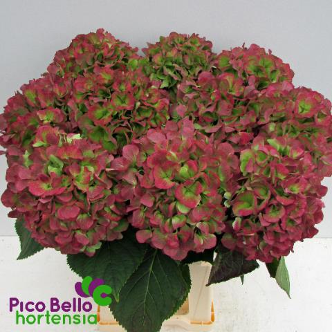 Срезанные цветы оптом Hydrangea sweet verena classic от 10шт из Голландии с доставкой по России