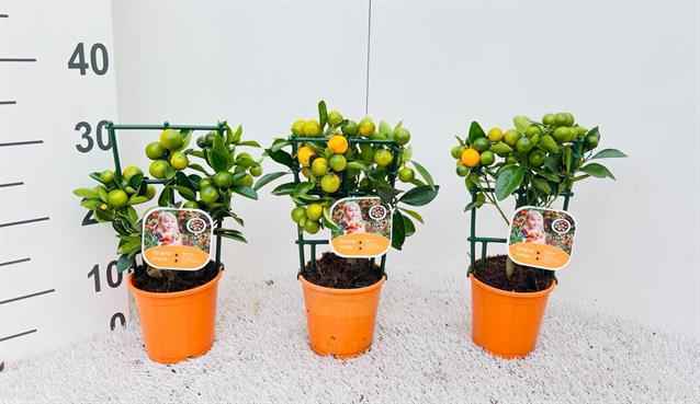 Горшечные цветы и растения оптом Citrofortunella Microcarpa от 6шт из Голландии с доставкой по России
