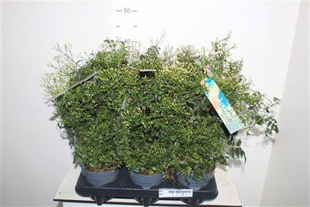 Горшечные цветы и растения оптом Jasm Polyanthum Wit 300+ от 6шт из Голландии с доставкой по России