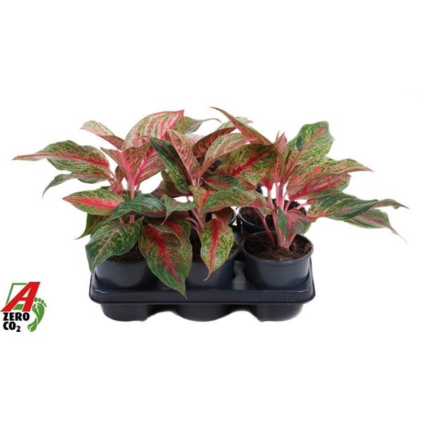 Горшечные цветы и растения оптом Aglaonema Lichee Red от 6шт из Голландии с доставкой по России