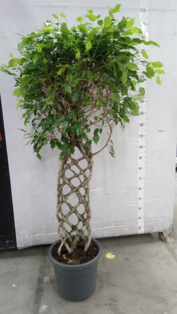 Горшечные цветы и растения оптом Ficus Benja.   ...special Shapes от 1шт из Голландии с доставкой по России
