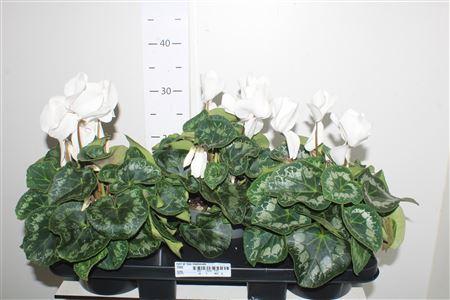 Горшечные цветы и растения оптом Cycl Gr Sup Mammoth White от 3шт (для телеги) из Голландии с доставкой по России