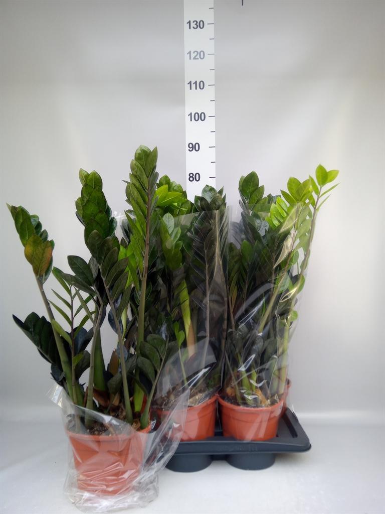 Горшечные цветы и растения оптом Zamioculcas Zamiifolia dowon от 6шт из Голландии с доставкой по России