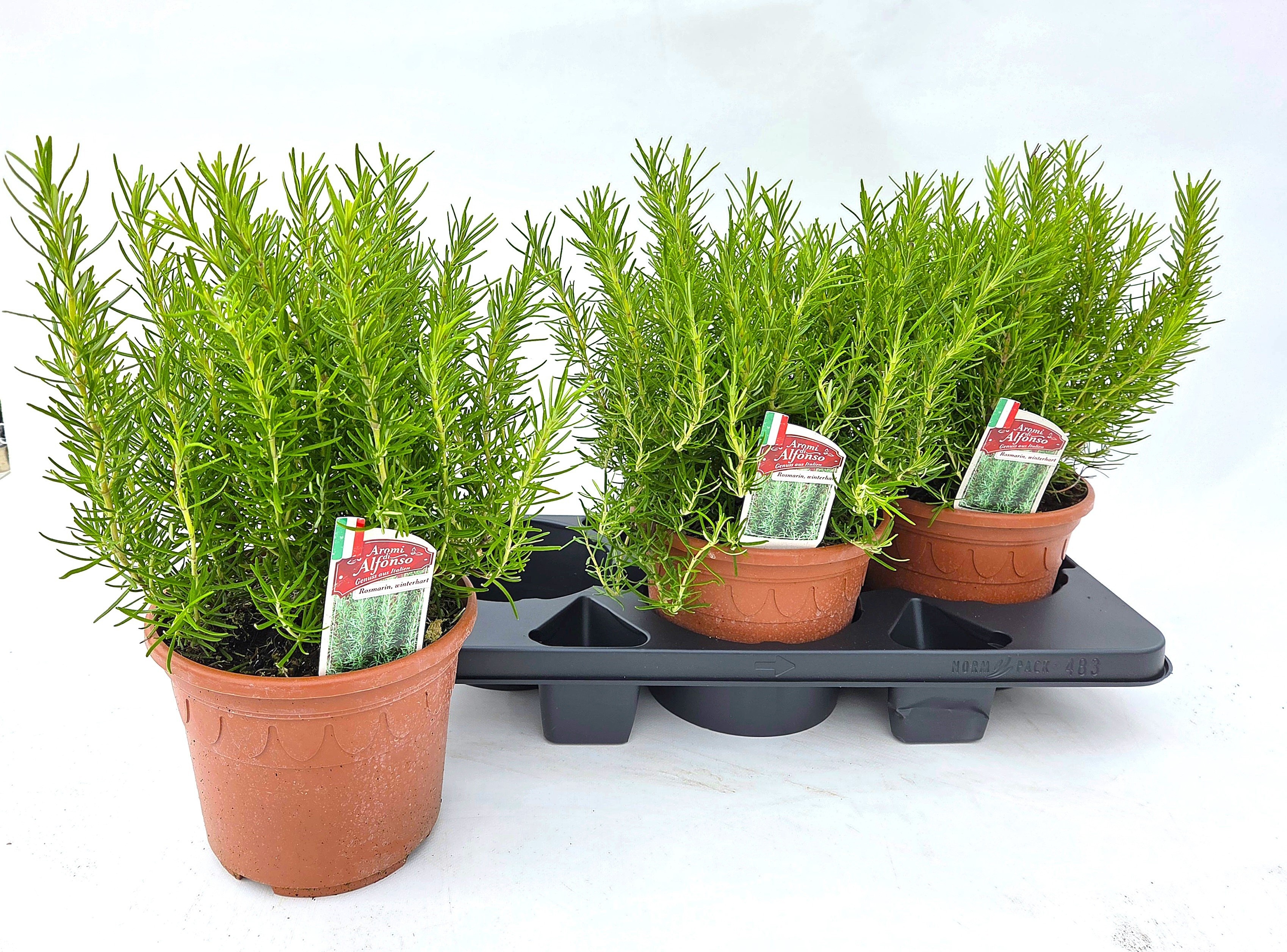 Горшечные цветы и растения оптом Rosmarin Of Ov от 3шт из Голландии с доставкой по России