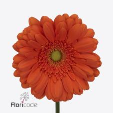 Срезанные цветы оптом Gerbera diamond peptalk от 45шт из Голландии с доставкой по России