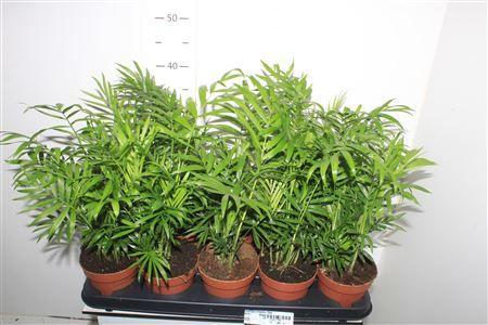 Горшечные цветы и растения оптом Chamaed Elegans 15pp от 10шт из Голландии с доставкой по России