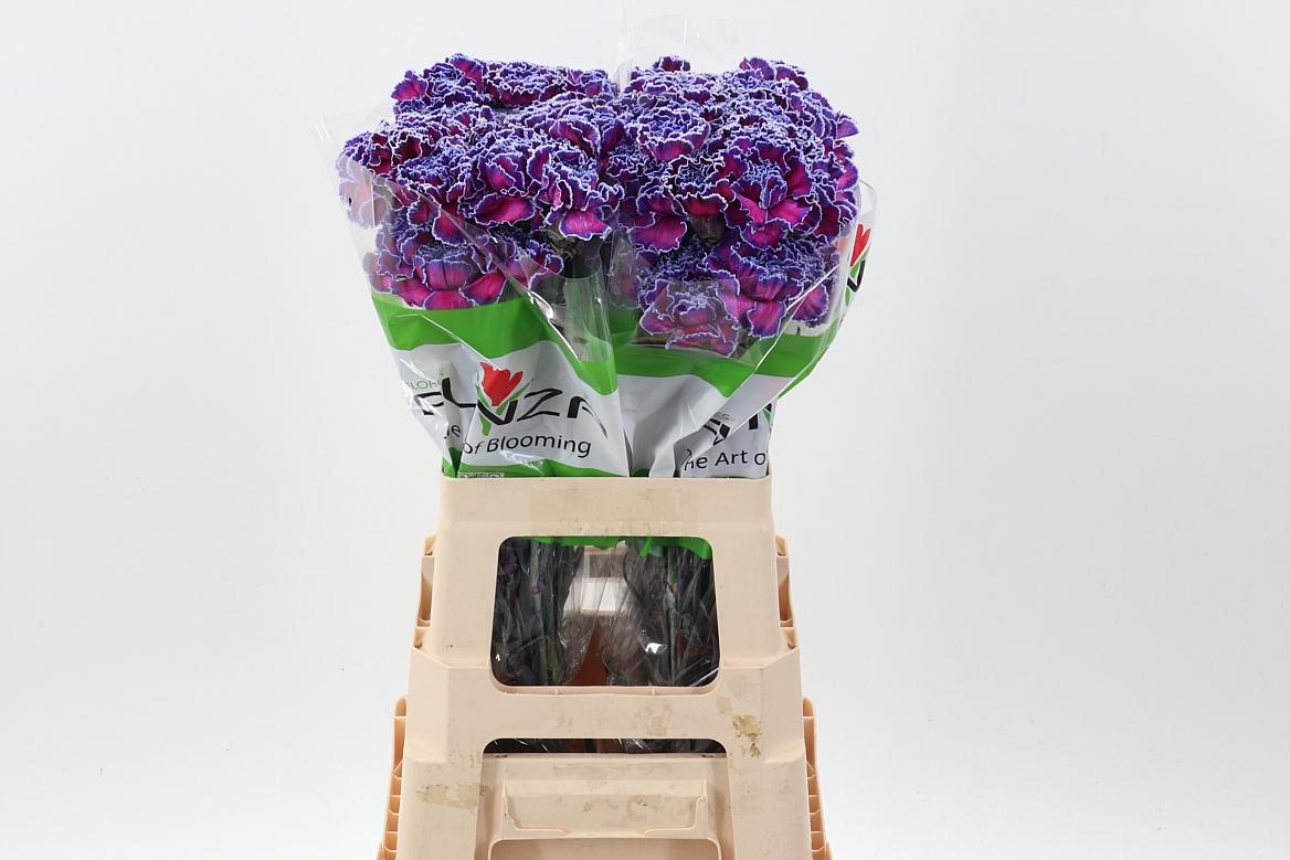 Срезанные цветы оптом Dianthus st paint expression от 80шт из Голландии с доставкой по России