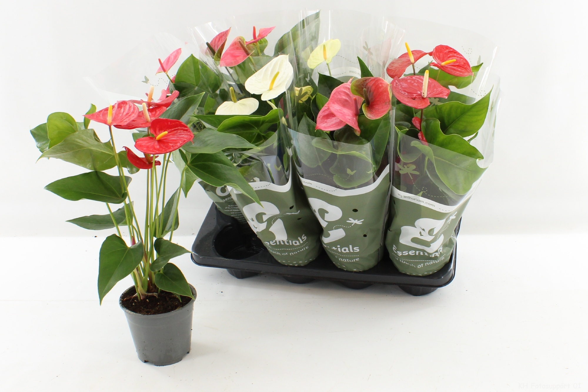 Горшечные цветы и растения оптом Anthu An Gem 4 Kl от 8шт из Голландии с доставкой по России