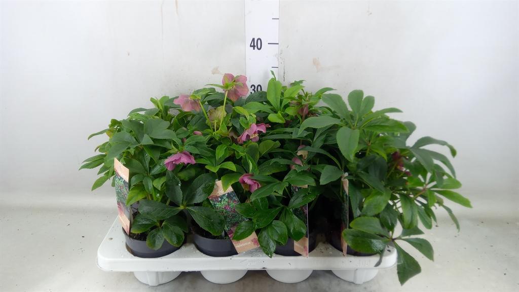 Горшечные цветы и растения оптом Helleborus Ori. от 8шт из Голландии с доставкой по России