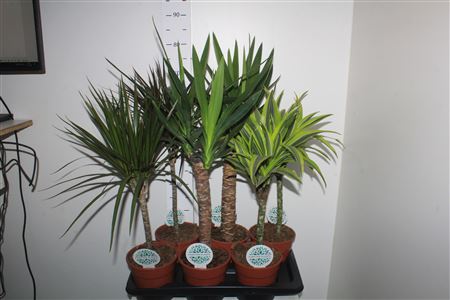 Горшечные цветы и растения оптом Kamerpl Gem Gr 4 Srt * Spring Deal * от 6шт из Голландии с доставкой по России