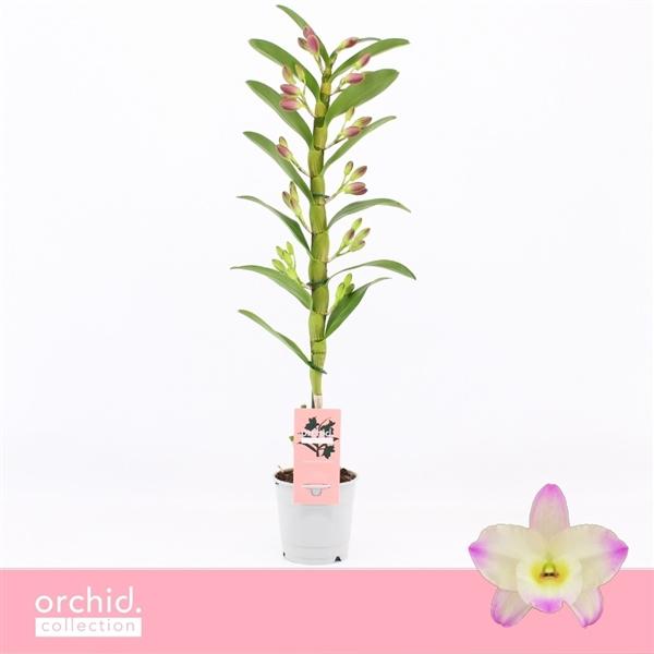 Горшечные цветы и растения оптом Dendr Nob 1st Bright Eyes от 10шт из Голландии с доставкой по России