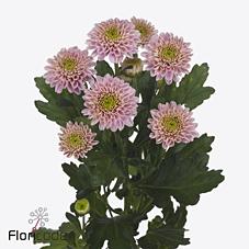 Срезанные цветы оптом Chrys sp letsgo pink от 160шт из Голландии с доставкой по России