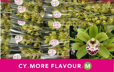 Срезанные цветы оптом Minicymbidium green camelford от 20шт из Голландии с доставкой по России