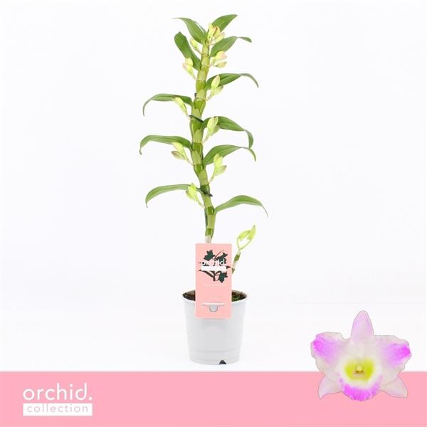 Горшечные цветы и растения оптом Dendr Nob 1st Pandora Orchid Collection от 10шт из Голландии с доставкой по России