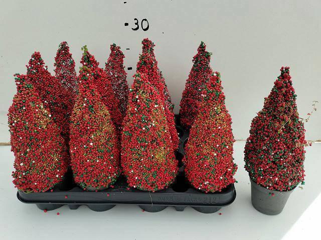 Горшечные цветы и растения оптом Nertera Kerstboom Glitter P8 от 12шт (для телеги) из Голландии с доставкой по России