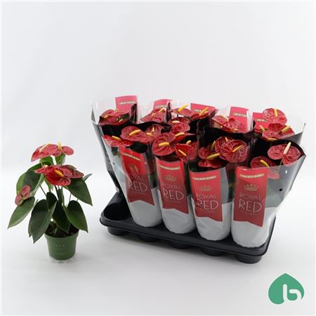 Горшечные цветы и растения оптом Anth An Royal Red Royal Champion от 10шт из Голландии с доставкой по России