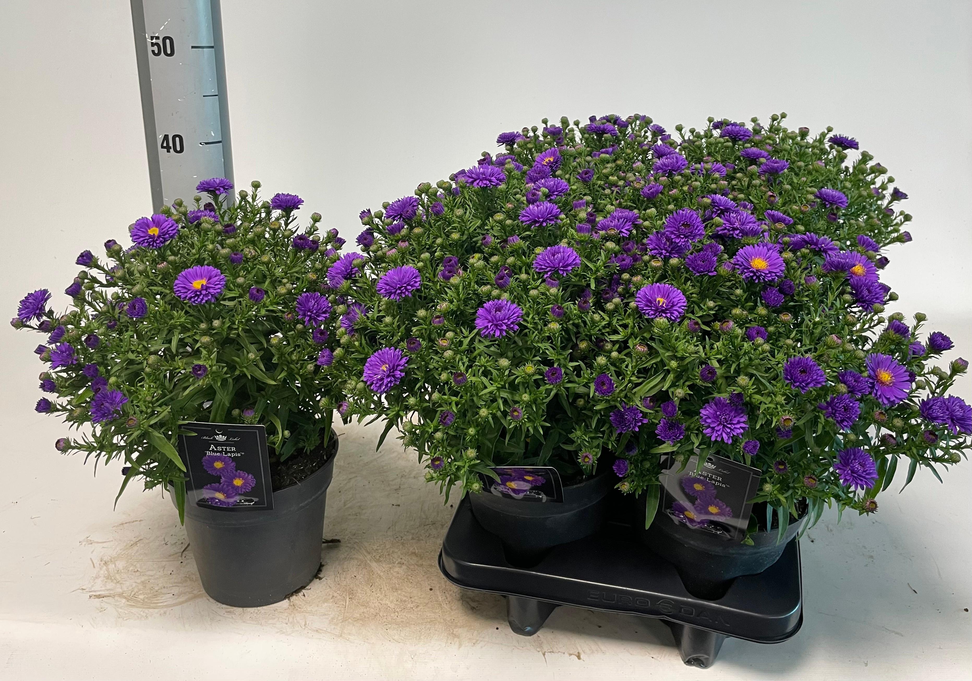 Горшечные цветы и растения оптом Aster D Blue Lapis A от 6шт из Голландии с доставкой по России