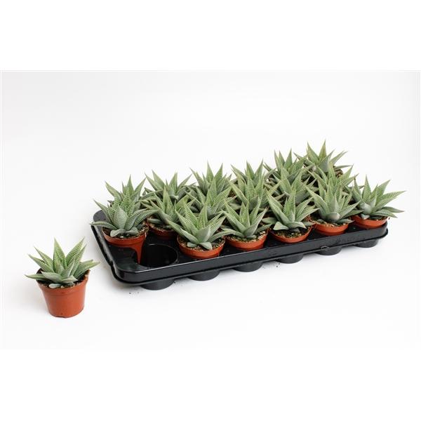 Горшечные цветы и растения оптом Haworthia Spider White от 12шт (для телеги) из Голландии с доставкой по России