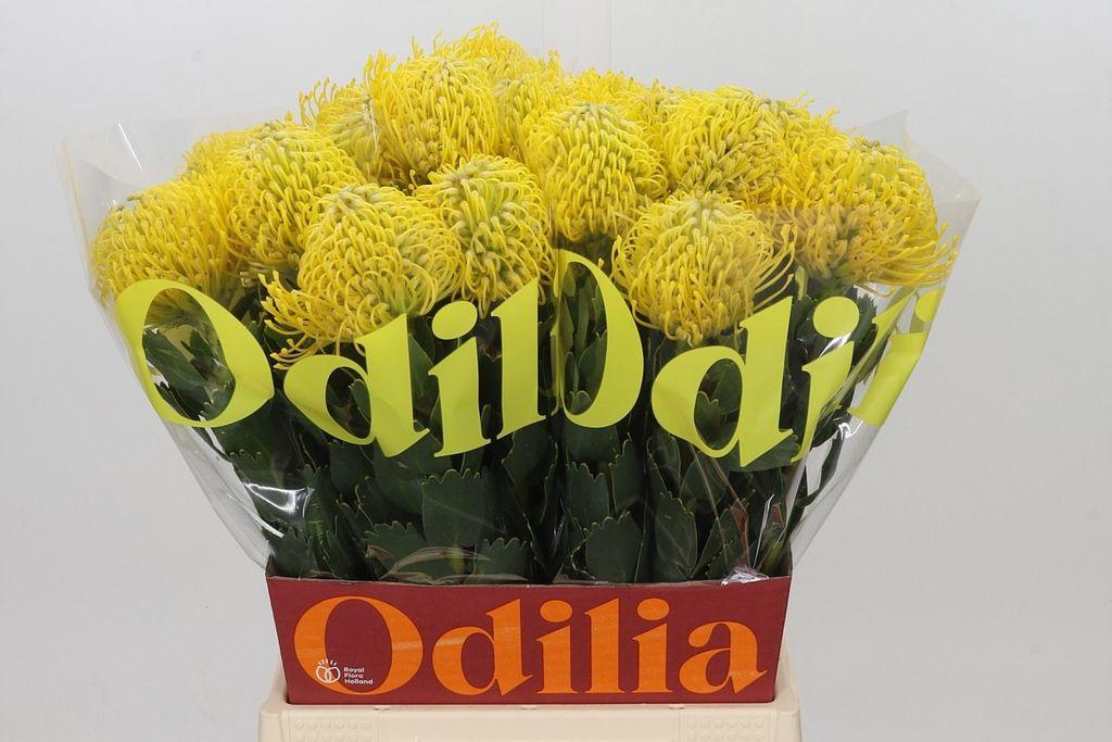 Срезанные цветы оптом Nutans ayoba yellow от 30шт из Голландии с доставкой по России