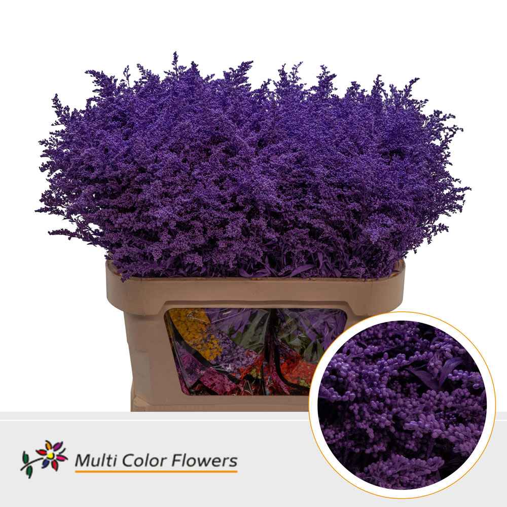 Срезанные цветы оптом Solidago paint lilac dark от 100шт из Голландии с доставкой по России